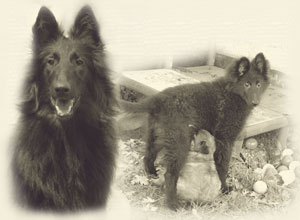 FaribaThemenbild-_Home